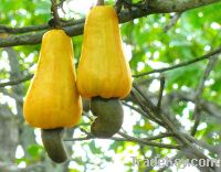 Sell Raw Cashew Nut in Shell