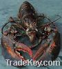 Sell Red Live Lobsters