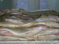 Sell Frozen Yellow Croaker Fish