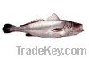 Sell Tiger Tooth Croaker Fish