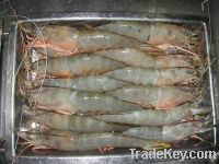Sell Vannamei Shrimps$ Semisul Vannamei & Semisulcatus shrimps