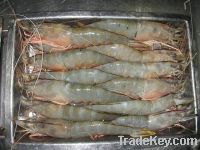 Sell Shrimps