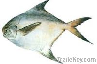 Sell Frozen Pomfret Fish