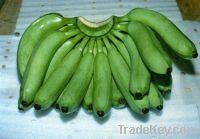 Best Dark Green cavendish bananas ready for expoort