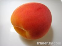 IQF Golden Apricot in half (slices), strips, dices;