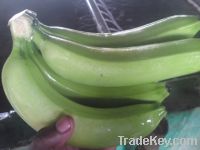 fresh cavendish bananas