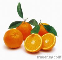 Valencia and Navel Oranges