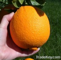 [super Deal] Fresh Kinnow Mandarin Oranges