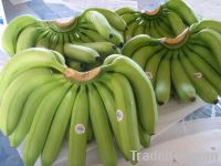 BANANAS FOR EXPORT