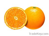 FRESH GRADE A ORANGES READY FOR EXPORTATION