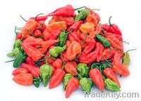 bhut jolokia