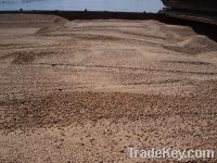 Sell Brewery Grain Pellets (Barley DDGS)