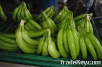 Sell fresh Cavendish bananas and fresh watermelons