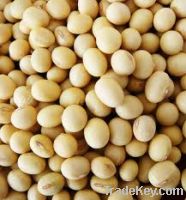 Sell chick peas , white, red and black kidney