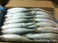 Sell frozen horse markerel, sardine fish, tuna fish and other seafood