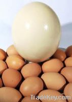 Sell full egg powder  and chicken eggs