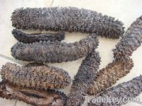 Sell dried sea cucumba