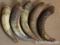 Sell cow and buffalo horns