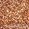 Sell roasted buckwheat kenels, fresh and dried buckwheats