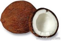 Sell full  fresh and dried coconuts fruits