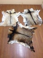 Dry and Salted Cow, goat, Donkey and horse skin and hides