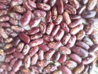 Red  Speckled Kidney beans Sugar Beans and Vigna Beans