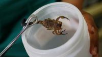 Scorpion venom for sale Snake venom Wasp venom