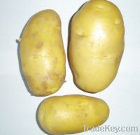 2011 new crop fesh potato