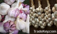 Sell fresh garlic