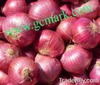 Sell vietnam fresh red onion