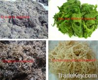 Sell Sargassum powder