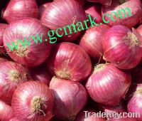 Sell fresh red onion origin vietnam