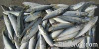 Sell frozen pacific mackerel for tuna bait