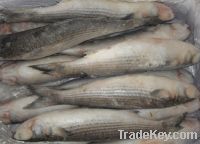 Sell frozen grey mullet fish