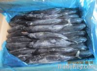 Sell frozen bonito fish whoel round