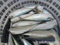 Sell Frozen HGT Mackerel