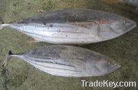 Sell frozen Skipjack tuna