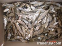 Sell Dried Herring Fish