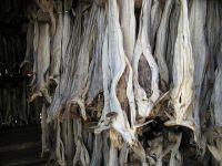 Dried Stock Fish, Cod, Haithe, Saithe, Haddock, Dried Stock Fish Heads