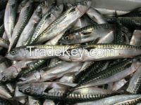 Mackerel Fish, Horse Mackerel Fish, Atlantic Mackerel Fish