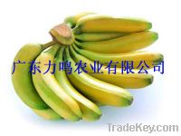 Sell Banana--Direct Origin