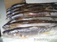 Sell Seatrout