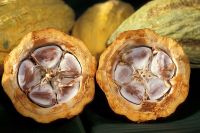 Sell Cocoa Beans