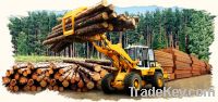 Sell Poplar logs