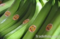 Banana Offer from Ecuador