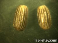 Sell marina seeds-kenya
