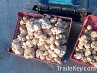 We export the type of white truffles from Algeria