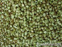 Sell Buckwheat Groats or Hulled Buckwheat