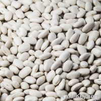Sell Medium White Kidney Beans