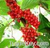 Sell  Schisandra Extract